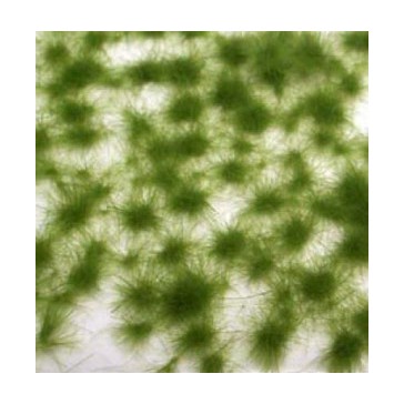 Sachet Gazon Printemps x 100