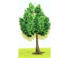 3 platanes de 9 cm vert moyenne