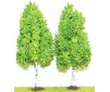 2 bouleaux 13 cm