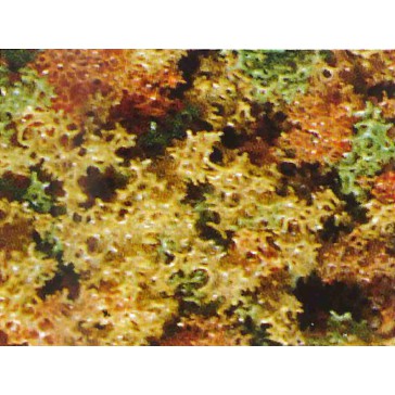 Foliage automne épais