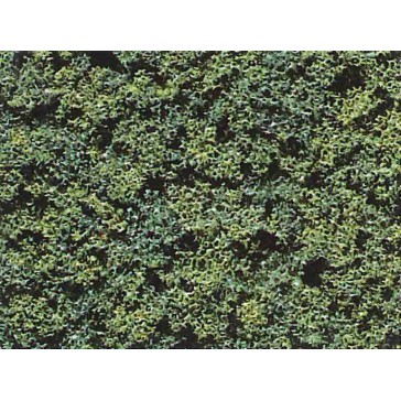 Foliage vert foncé moyen