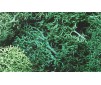 Lichens decoratifs