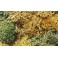 Lichens decoratifs