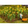 1/87 16 ZONNEBLOEMEN